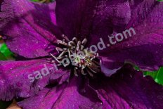 Клематис Распутин Clematis Rasputin
