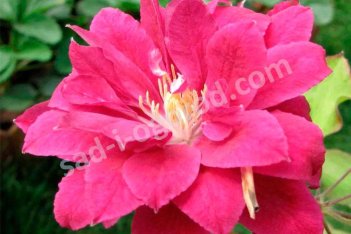 Клематис Ред Стар Clematis Red Star