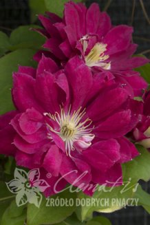 Клематис Ред Стар Clematis Red Star