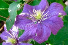 Клематис Рапсодия Clematis Rhapsody