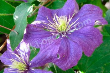 Клематис Рапсодия Clematis Rhapsody