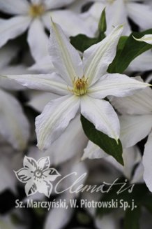 Клематис Роко-Колла Clematis Roko-Kolla