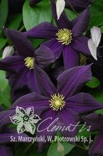 Клематис Романтика Clematis Romantika