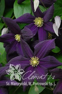 Клематис Романтика Clematis Romantika