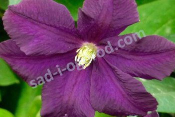 Клематис Романтика Clematis Romantika