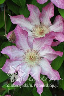 Клематис Руран Clematis Rooran