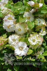 Клематис Сен-но-Казе Clematis Sen-no-Kaze