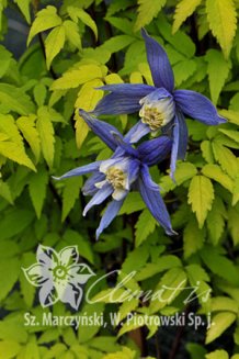 Клематис альпийский (княжик) Стольвийк Голд Clematis alpina Stolwijk Gold