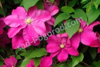 Клематис Сансет Clematis Sunset