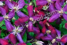 Клематис Свит Саммер Лав Clematis Sweet Summer Love PBR
