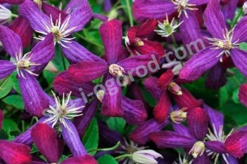 Клематис Свит Саммер Лав Clematis Sweet Summer Love PBR