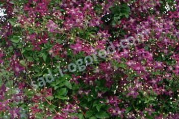Клематис Свит Саммер Лав Clematis Sweet Summer Love PBR