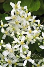 Клематис осенний (японский) Эрли Сноу Clematis terniflora Early Snow