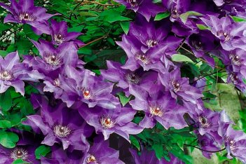 Клематис Президент The President