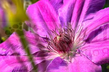 Клематис Президент The President на закате