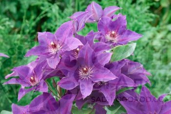 Клематис Президент The President