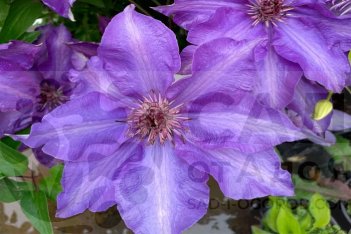 Клематис Президент The President