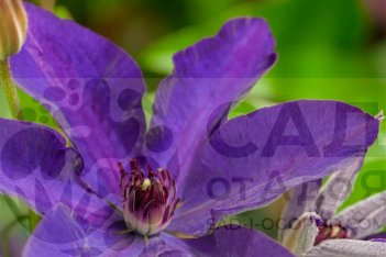 Клематис Президент The President