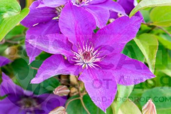 Клематис Президент The President