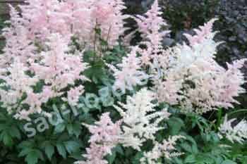 Астильба японская Европа Astilbe japonica Europa