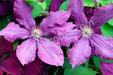 Клематис Вегебаунд (Вагабонд) Clematis The Vagabond