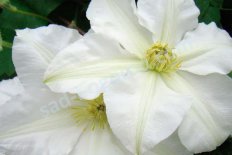 Клематис Токи Clematis Toki