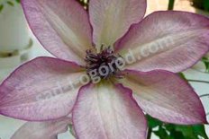 Клематис Утопия Clematis Utopia
