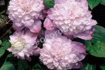 Клематис Вероникас Чойс Clematis Veronicas Choice