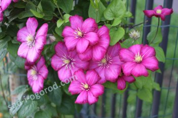 Клематис Вилль де Лион Clematis Ville de Lyon