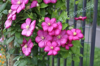 Клематис Вилль де Лион Clematis Ville de Lyon
