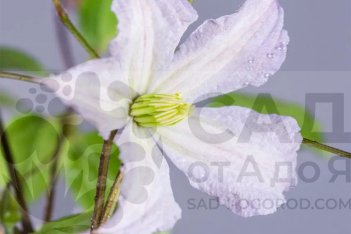 Клематис Уайт Принц Чарльз Clematis White Prince Charles