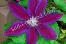 Клематис крупноцветковый Вайлдфаер Clematis Wildfire