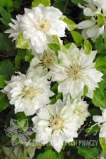 Клематис Юкиокоши Clematis Yukiokoshi