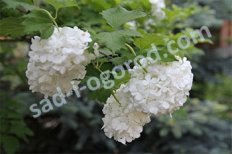 Калина Бульденеж Viburnum opulus Buldenezh