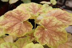 Гейхера Тирамису Heuchera Tiramisu