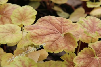Гейхера Тирамису Heuchera Tiramisu