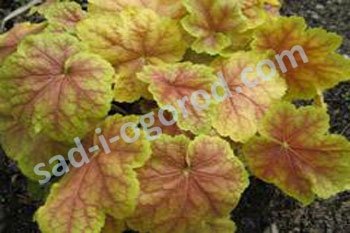Гейхера Тирамису Heuchera Tiramisu