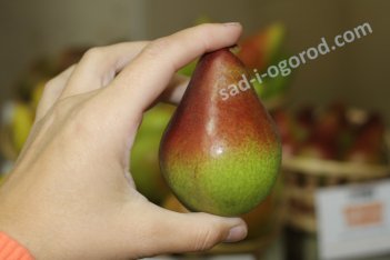 Груша Нарядная Ефимова
