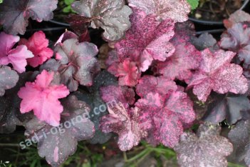 Гейхера Миднайт Роуз Heuchera Midnight rose