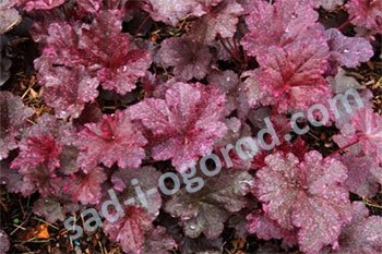 Гейхера Миднайт Роуз Heuchera Midnight rose