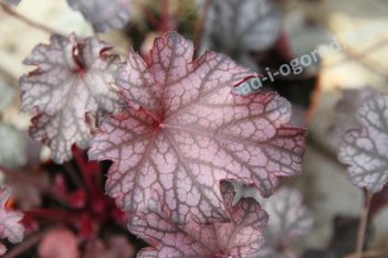 Гейхера Блэкберри Джем Heuchera Blackberry Jam
