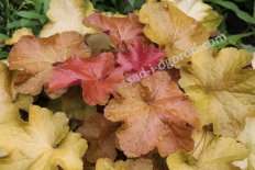 Гейхера Карамель Heuchera Caramel