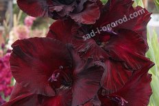 Гладиолус Мавританка Gladiolus Mavritanka