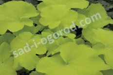 Гейхера Цитронелла Heuchera Citronelle