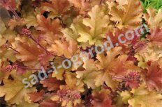 Гейхера Мармелад Heuchera Marmalade