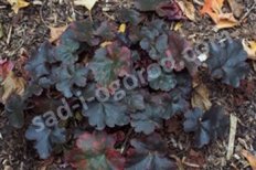 Гейхера Обсидиан Heuchera Obsidian