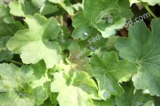 Гейхера Нокаут Heuchera Knock out