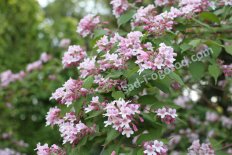 Kolkwitzia amabilis