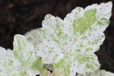 Гейхера Моне Heuchera Monet