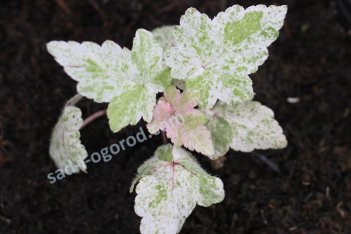 Гейхера Моне Heuchera Monet